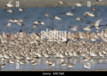 In Kanoeten de waddenzee; Rosso nodi waddensea Foto Stock