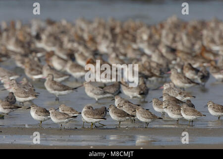 In Kanoeten de waddenzee; Rosso nodi waddensea Foto Stock