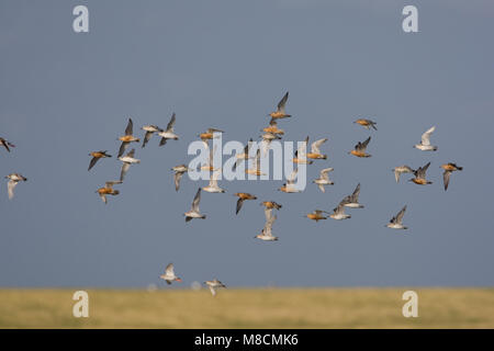 Groep Kanoeten in vlucht; Gregge di nodi rosso in volo Foto Stock