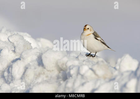 Sneeuwgors zittend in de sneeuw; Snow Bunting arroccato nella neve Foto Stock