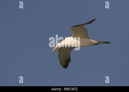 Grote Kuifstern in de vlucht; grande Crested Tern in volo Foto Stock