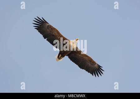 Volwassen Zeearend in de vlucht; adulto bianco-tailed Eagle in volo Foto Stock