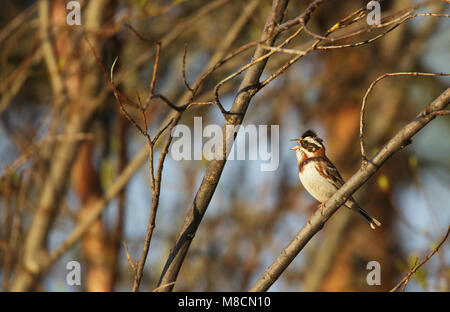 Mannetje Zingend Bosgors; Canto rustico maschio Bunting, Kuusamo Finlandia Foto Stock