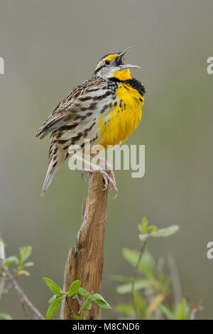 Adulto Brazoria Co., TX Febbraio 2007 Foto Stock