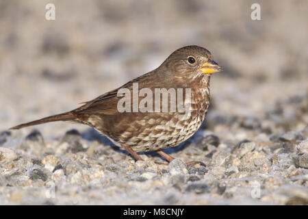 Grauwe Roodstaartgors foeragerend op de grond, Fuligginosa Fox Sparrow rovistando sul terreno Foto Stock