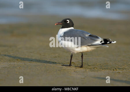 Riproduttori adulti Galveston Co., TX Aprile 2016 Foto Stock