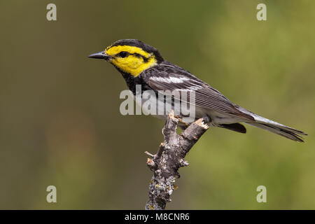 Maschio adulto Kimble Co., TX Aprile 2013 Foto Stock