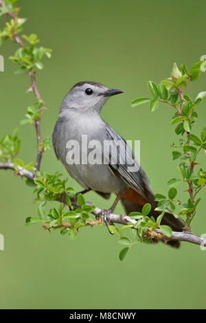 Katvogel, Grigio Catbird, Dumetella carolinensis adulto Galveston Co., Texas Aprile 2005 Foto Stock