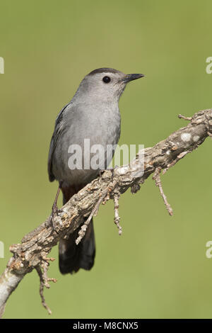 Katvogel, Catbird grigio Foto Stock