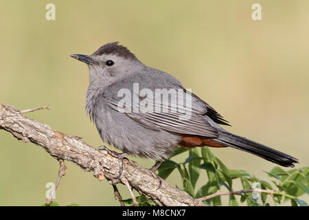 Katvogel, Catbird grigio Foto Stock