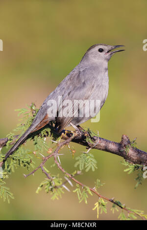 Zingende Katvogel, cantando Catbird grigio Foto Stock