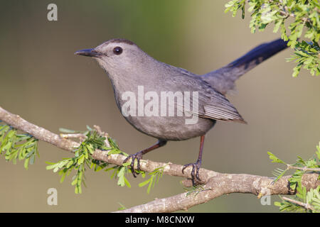 Katvogel, Catbird grigio Foto Stock