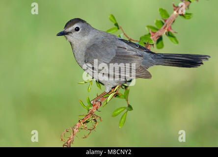 Katvogel, Catbird grigio Foto Stock