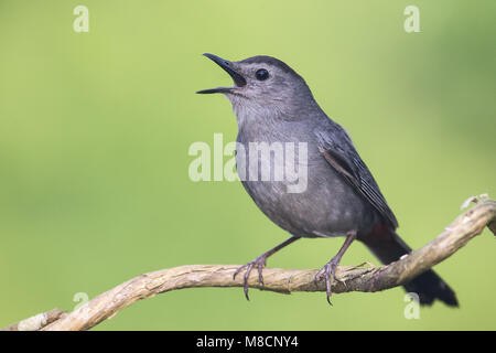 Zingende Katvogel, cantando Catbird grigio Foto Stock