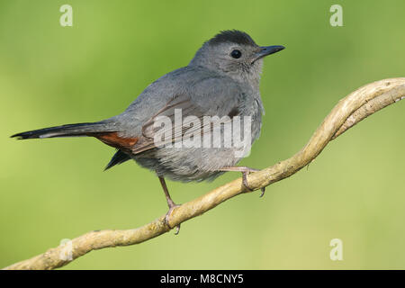 Katvogel, Catbird grigio Foto Stock