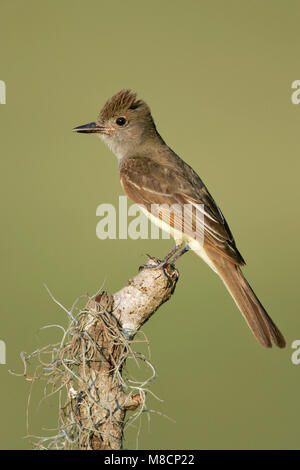 Adulto Harris Co., TX Giugno 2005 Foto Stock