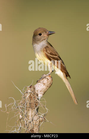 Adulto Harris Co., TX Giugno 2005 Foto Stock