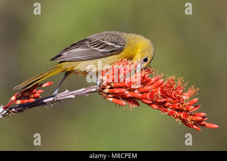 Femmina adulta Pima Co., AZ Aprile 2011 Foto Stock