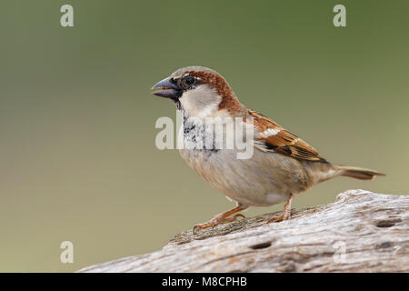 Maschio adulto non-allevamento Hidalgo Co., TX Marzo 2014 Foto Stock