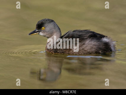 Adulto Hidalgo Co., TX Gennaio 2009 Foto Stock