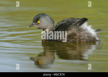 Adulto Hidalgo Co., TX Gennaio 2009 Foto Stock