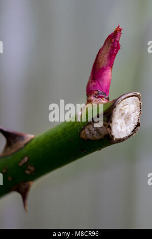 rosa Foto Stock