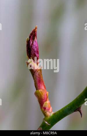 rosa Foto Stock