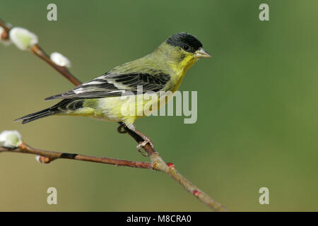 Adulti riproduttori maschi Kern Co., CA Marzo 2005 Foto Stock