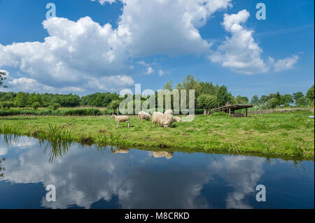 Skudden pecore al lago wallsee, Oldenburg in Holstein, Mar Baltico, Schleswig-Holstein, Germania, Europa Foto Stock