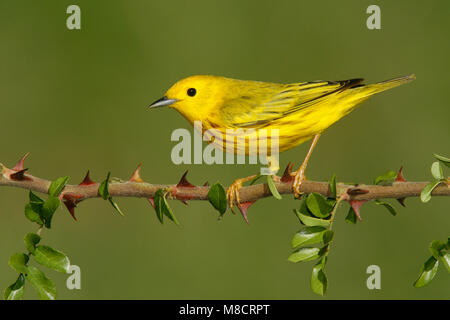 Adulti riproduttori maschi Galveston Co., TX Aprile 2006 Foto Stock