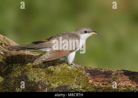 Adulto Galveston Co., TX Aprile 2014 Foto Stock