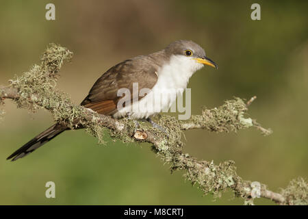 Adulto Galveston Co., TX Aprile 2014 Foto Stock