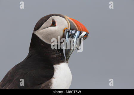 Papegaaiduiker close-up ha incontrato vis in snavel; Atlantic Puffin chiudere fino a base di pesce a Bill Foto Stock