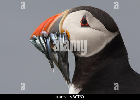 Papegaaiduiker close-up ha incontrato vis in snavel; Atlantic Puffin chiudere fino a base di pesce a Bill Foto Stock