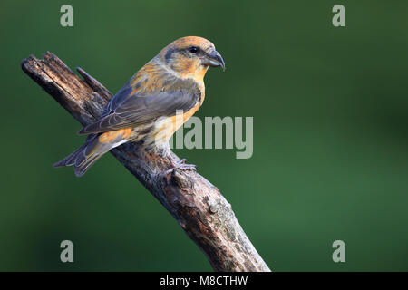 Mannetje Kruisbek op tak, maschio rosso Crossbill in filiali Foto Stock