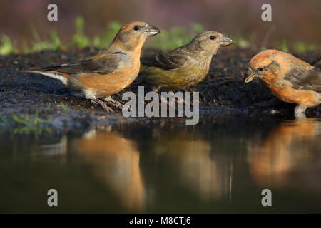 Mannetje Kruisbek bij drinkplaats, Maschio Red Crossbill al sito potabile Foto Stock