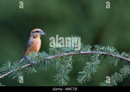 Mannetje Kruisbek op tak, maschio rosso Crossbill in filiali Foto Stock