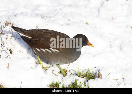 Waterhoen volwassen in sneeuw; Comune Moorhen adulto nella neve Foto Stock