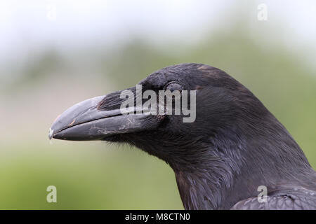 Raaf close-up; Comune Raven close up Foto Stock