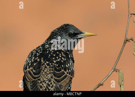 Spreeuw zittend op een tak; Comune Starling appollaiato su un ramo Foto Stock