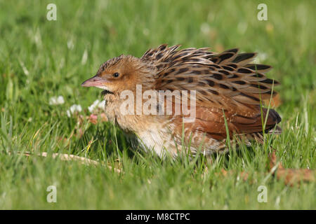 Re di Quaglie, Kwartelkoning Foto Stock