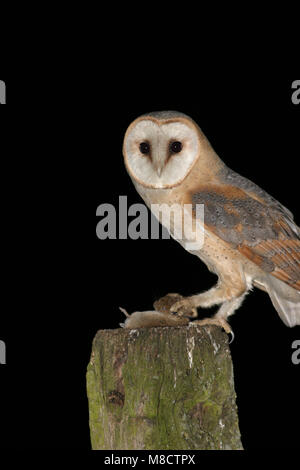 Barbagianni adulto appollaiato su un palo con la preda; Kerkuil volwassen zittend op een paal incontrato prooi Foto Stock