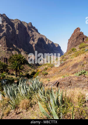 Barranco de Masca, gorge, Teno massiccio, isola di Tenerife, Isole Canarie, Spagna Foto Stock