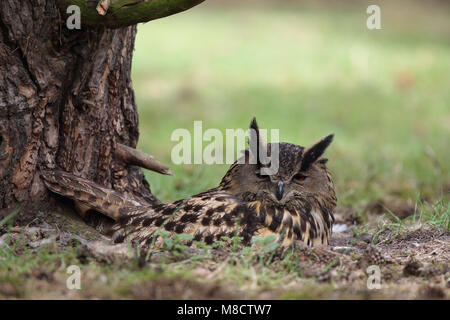 Oehoe op grondnest, Eagle-Owl Eurasiatica sul nido di massa Foto Stock