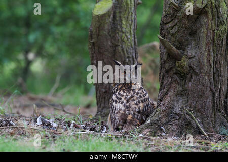 Oehoe broedend op de grond; Eurasian Eagle-Owl allevamento a terra Foto Stock