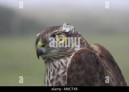 Sperwer onvolwassen , Sparviero eurasiatico immaturo Foto Stock