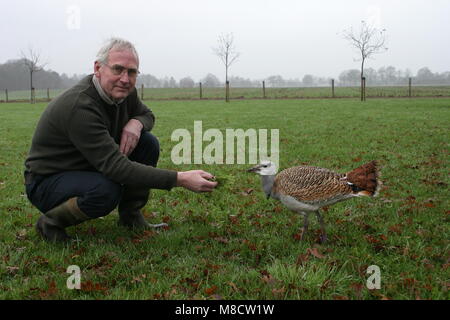 Grote trappola tam,Great Bustard tame Foto Stock