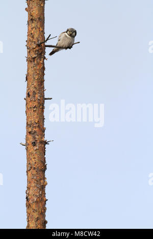 Sperweruil zittend op tak; Northern Hawk Owl appollaiato sul ramo Foto Stock