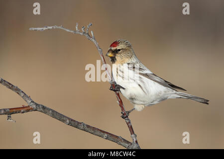 Witstuitbarmsijs op een takje, Arctic Redpoll appollaiato su un ramoscello Foto Stock