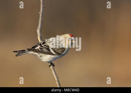 Witstuitbarmsijs op een takje, Arctic Redpoll appollaiato su un ramoscello Foto Stock